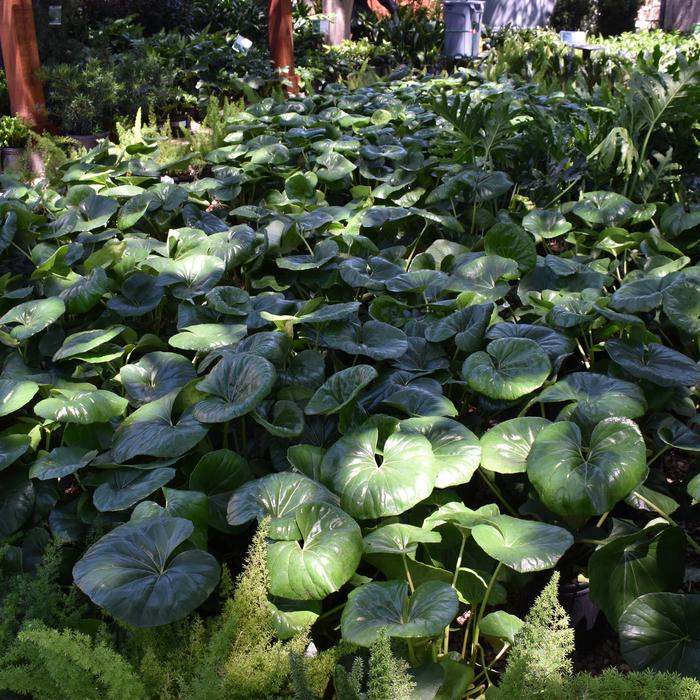 Leopard Plant - Farfugium japonicum from Roots Garden Center Inc