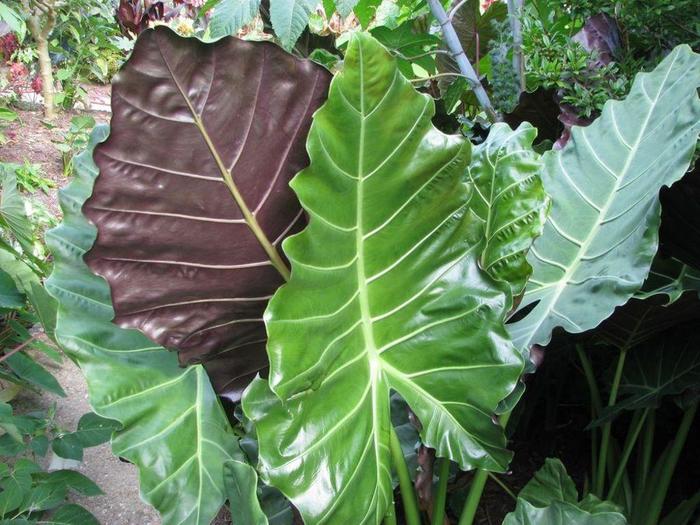 Masquerade™ 'Mayan Mask' - Alocasia (Elephant Ear) from Roots Garden Center Inc