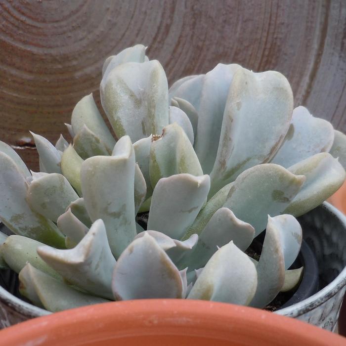 'Topsy Turvy' - Echeveria runyonii from Roots Garden Center Inc