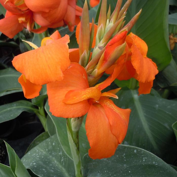 Cannova® 'Orange Shades' - Canna x generalis (Canna Lily) from Roots Garden Center Inc
