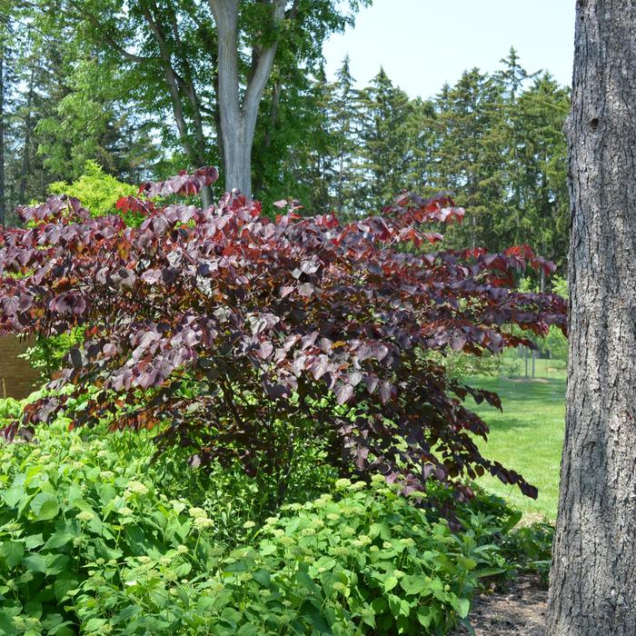 'Forest Pansy' Redbud - Cercis canadensis from Roots Garden Center Inc