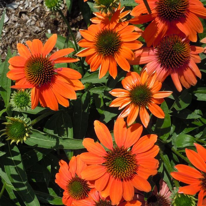 Artisan™ 'Soft Orange' - Echinacea (Coneflower) from Roots Garden Center Inc
