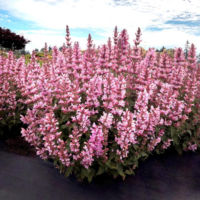 'Pink Pearl' Anise Hyssop - Agastache PPAF from Roots Garden Center Inc