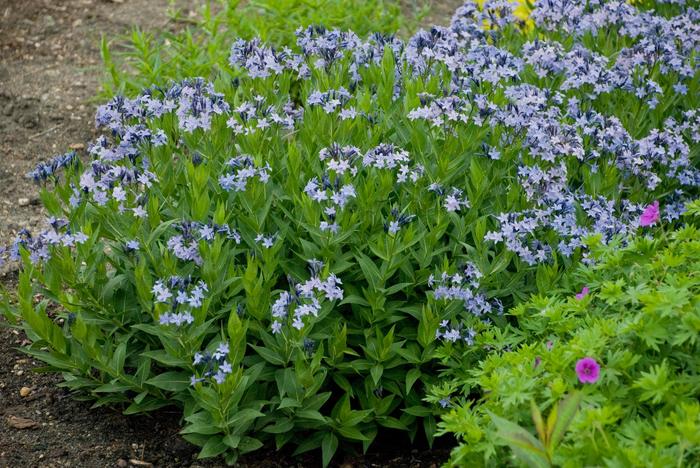 'Blue Ice' - Amsonia (Blue Star) from Roots Garden Center Inc