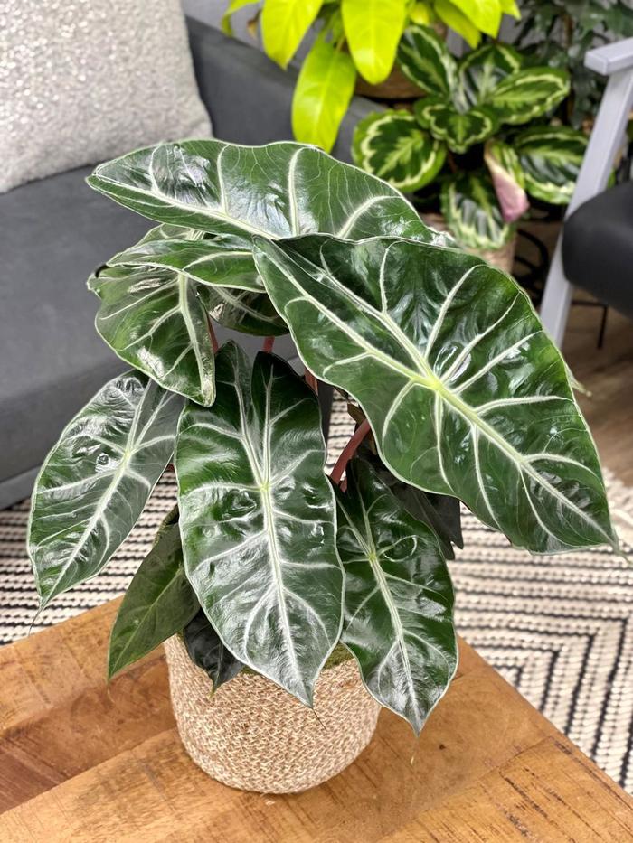 Mythic™ 'Nairobi Night' - Alocasia baginda from Roots Garden Center Inc