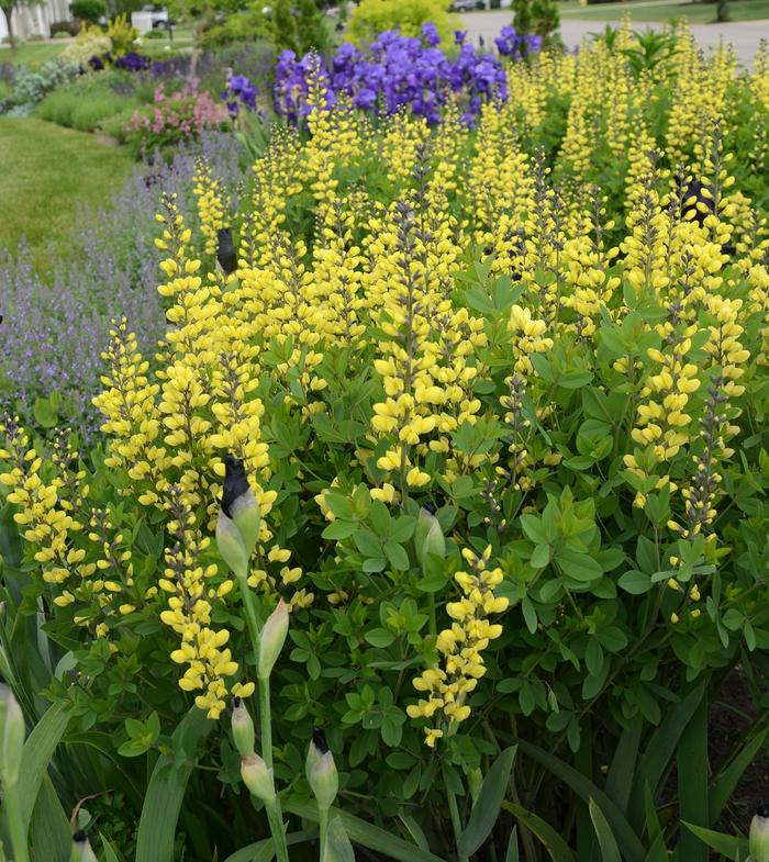 Decadence® Lemon Meringue - Baptisia PP 24,280 (False Indigo) from Roots Garden Center Inc