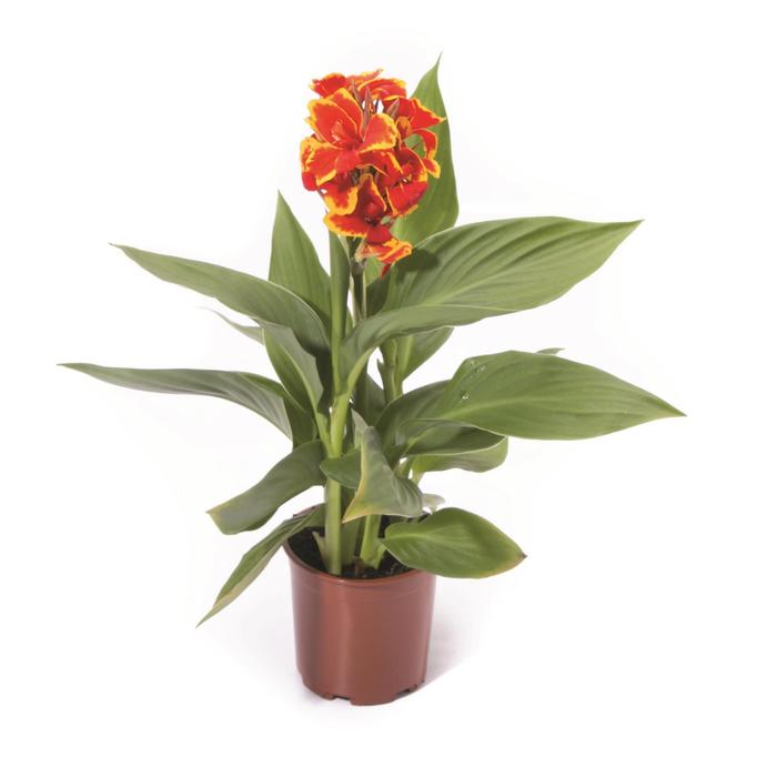 Cannova® 'Red Golden Flame' - Canna x generalis (Canna Lily) from Roots Garden Center Inc