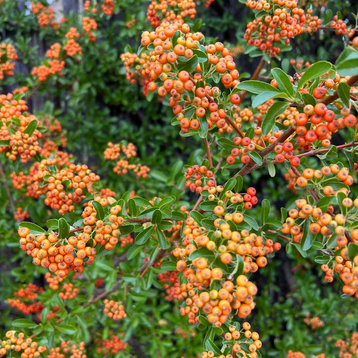 Firethorn - Pyracantha from Roots Garden Center Inc