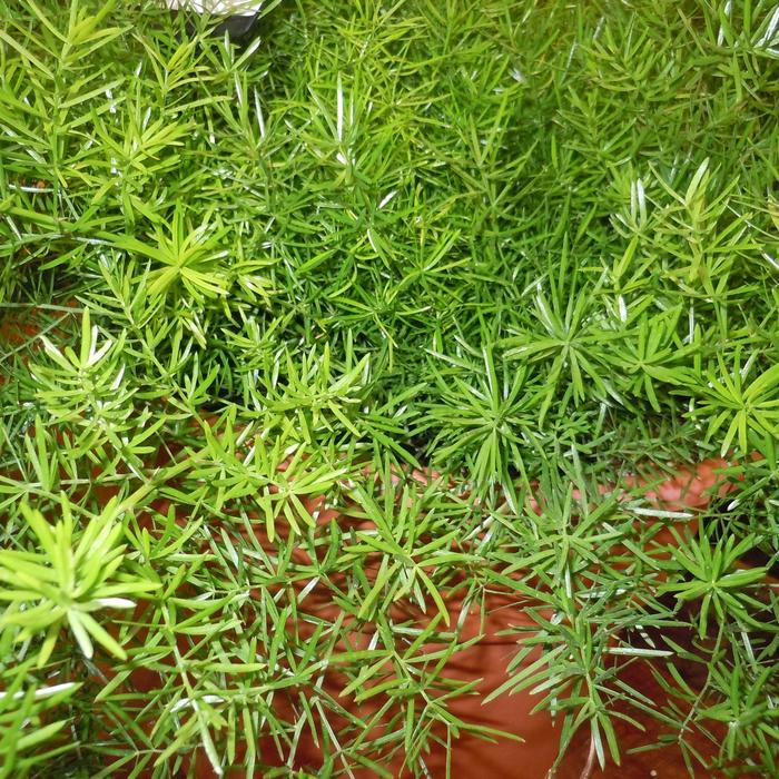Asparagus Fern - Asparagus densiflorus from Roots Garden Center Inc