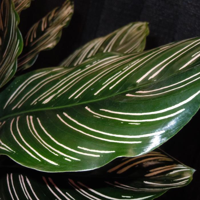 Pinstripe Plant - Calathea ornata from Roots Garden Center Inc