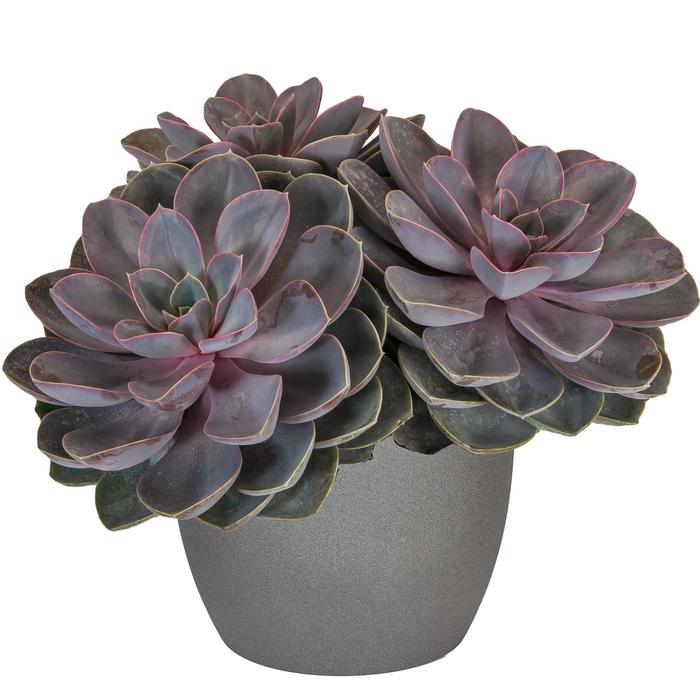 'Perle von Nurnberg' Cactus/Succulent - Echeveria from Roots Garden Center Inc