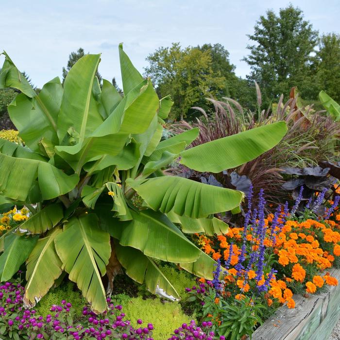 'Dwarf Cavendish' Banana - Musa acuminata from Roots Garden Center Inc