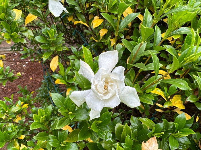 'Frost Proof' - Gardenia jasminoides from Roots Garden Center Inc