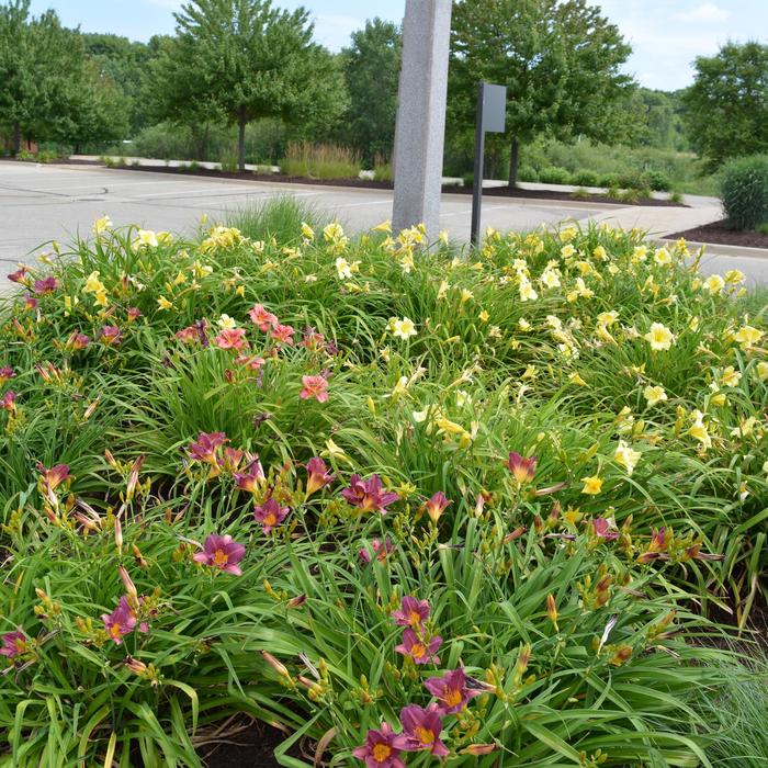 Assorted Daylily - Hemerocallis from Roots Garden Center Inc
