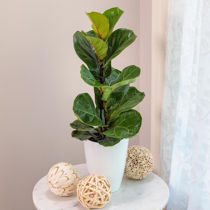 'Bambino' Fiddle Leaf Fig - Ficus Lyrata from Roots Garden Center Inc