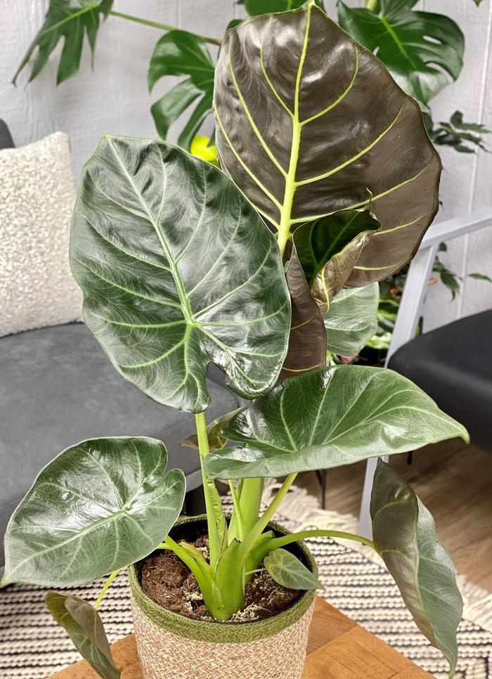 'Regal Shields' Elephant Ear - Alocasia from Roots Garden Center Inc