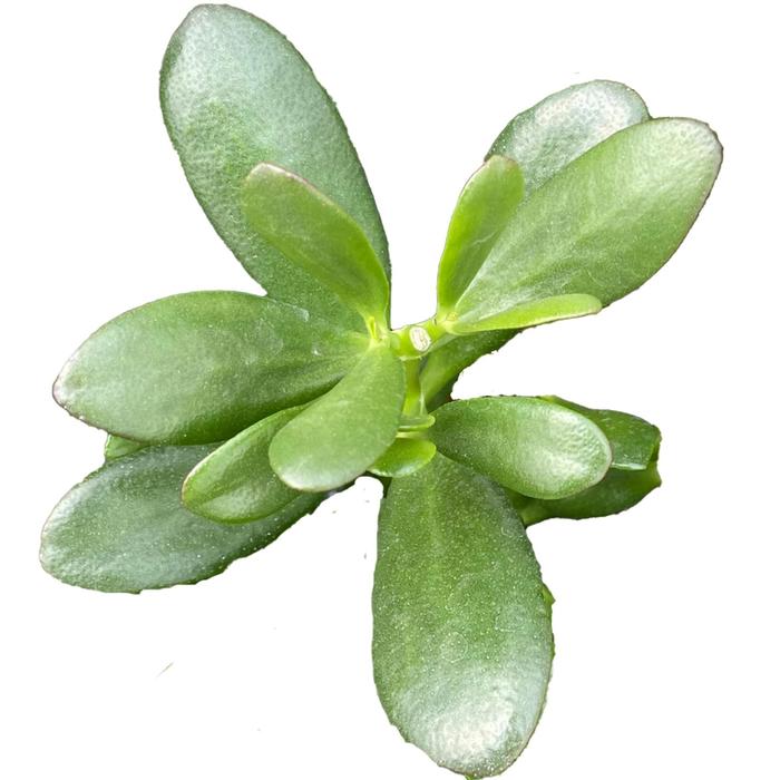 Jade Plant - Crassula ovata from Roots Garden Center Inc