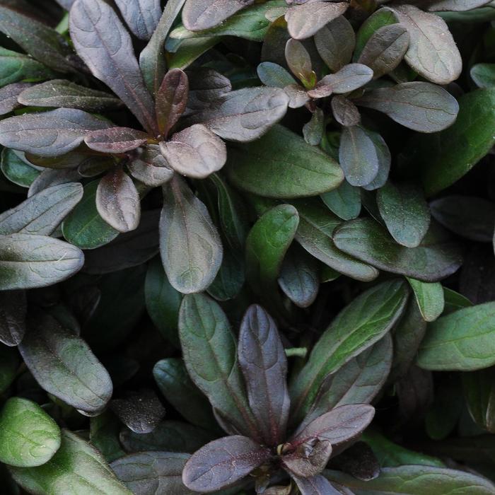 'Chocolate Chip' Bugleweed - Ajuga reptans from Roots Garden Center Inc