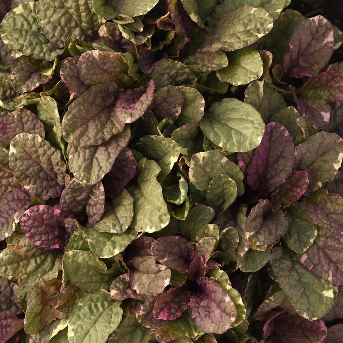 'Burgundy Glow' Bugleweed - Ajuga reptans from Roots Garden Center Inc