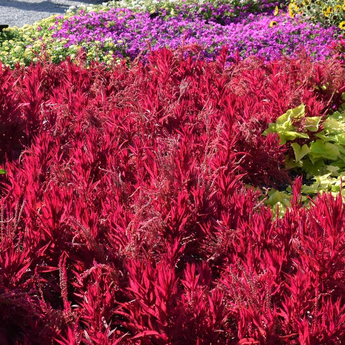 'Dragon's Breath' Cockscomb - Celosia argentea pulmosa from Roots Garden Center Inc