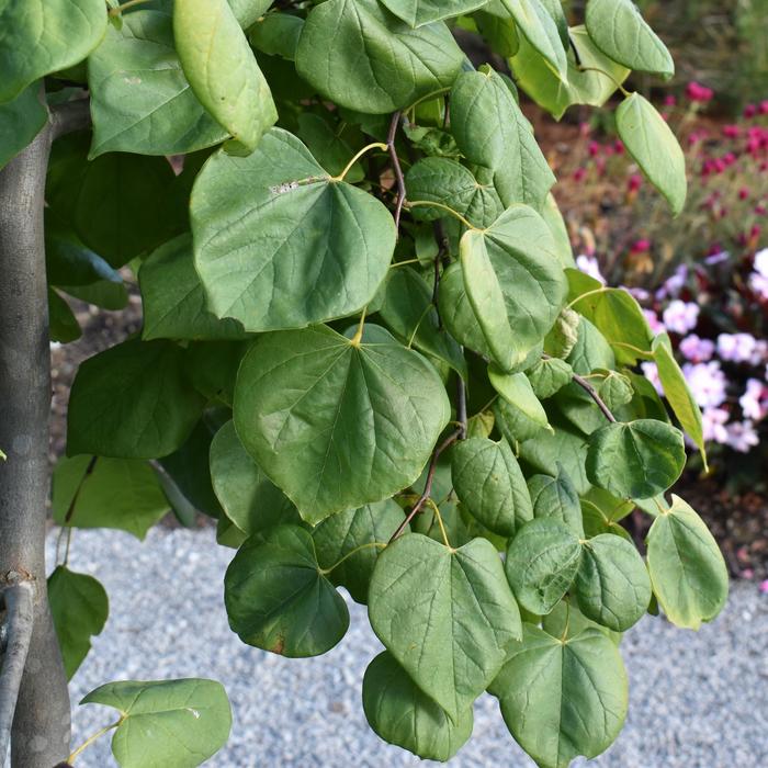 'Golden Falls®' Redbud - Cercis canadensis from Roots Garden Center Inc
