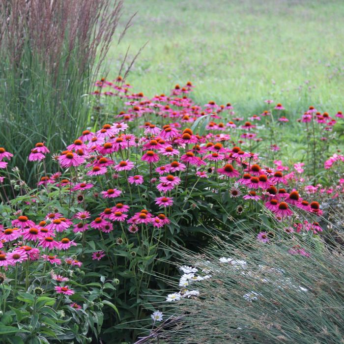 'PowWow Wild Berry' Coneflower - Echinacea purpurea from Roots Garden Center Inc