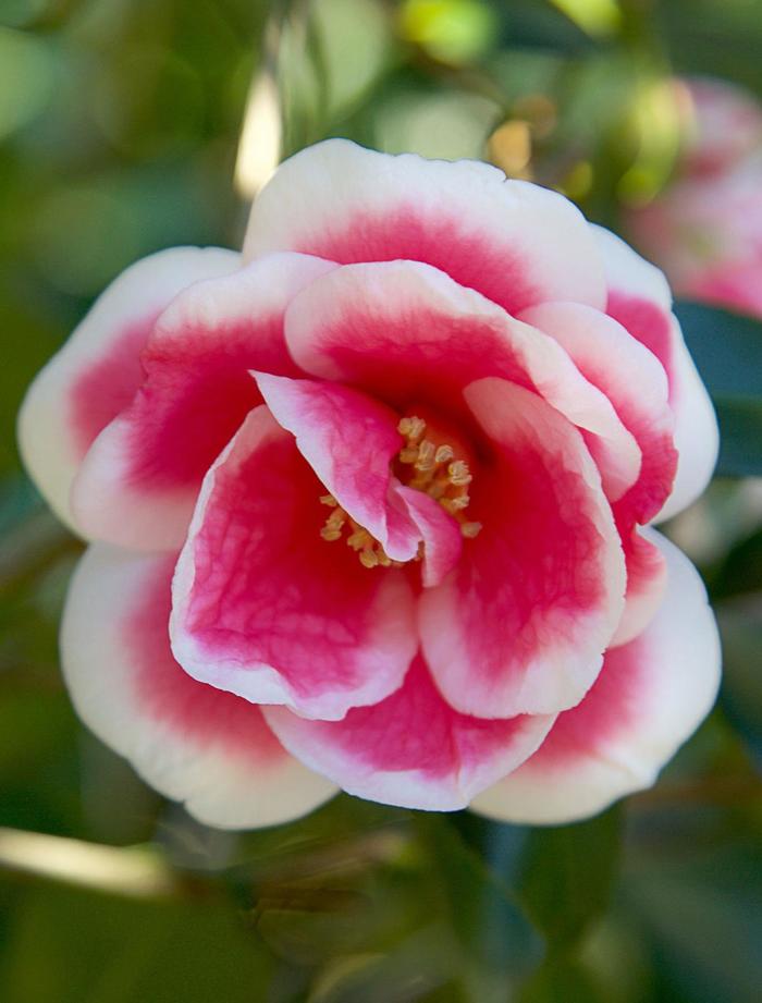 Christmas Carol™ - Camellia x vernalis from Roots Garden Center Inc