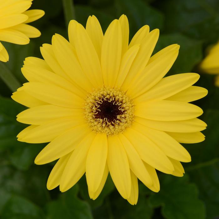 ColorBloom™ Yellow with Dark Eye - Gerbera (Gerbera Daisy) from Roots Garden Center Inc