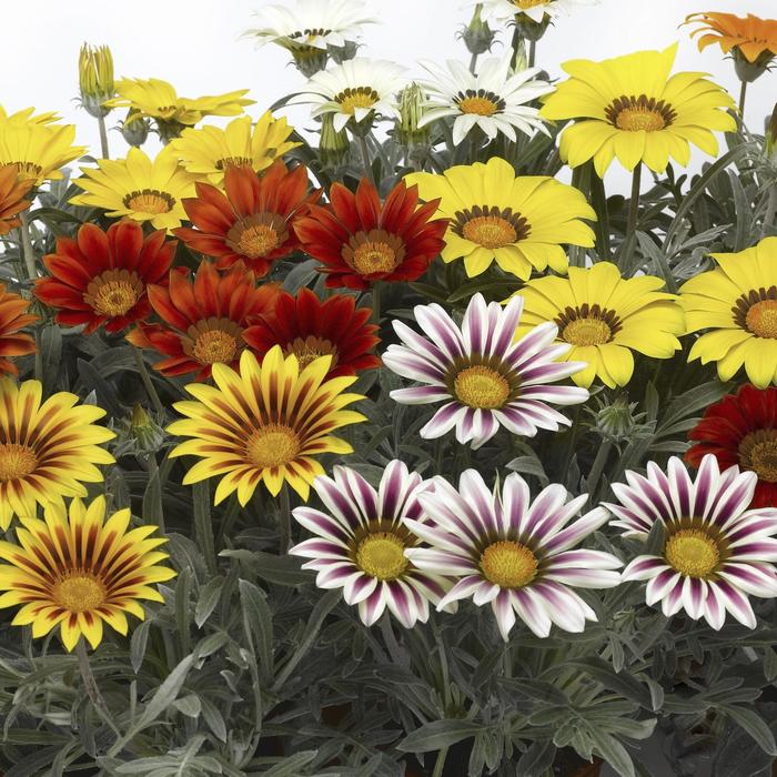 Frosty Kiss™ Mix - Gazania rigens from Roots Garden Center Inc
