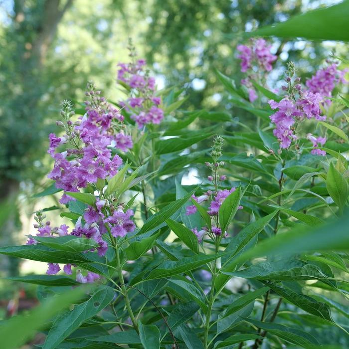 El Nino® - Chitalpa from Roots Garden Center Inc