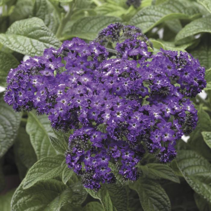 Scentropia™ 'Dark Blue' - Heliotropium arborescens (Helioptrope) from Roots Garden Center Inc