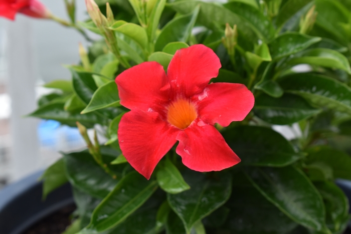 'California Gold' - Bougainvillea from Roots Garden Center Inc