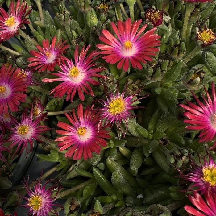 Jewel of Desert 'Garnet' - Delosperma (Ice Plant) from Roots Garden Center Inc