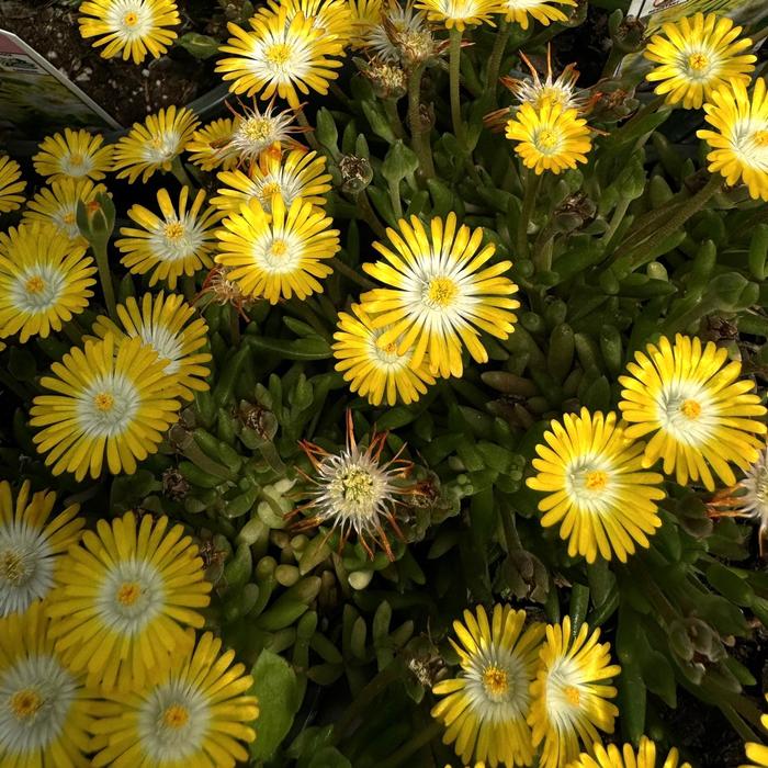 Jewel of Desert 'Peridot' - Delosperma (Ice Plant) from Roots Garden Center Inc