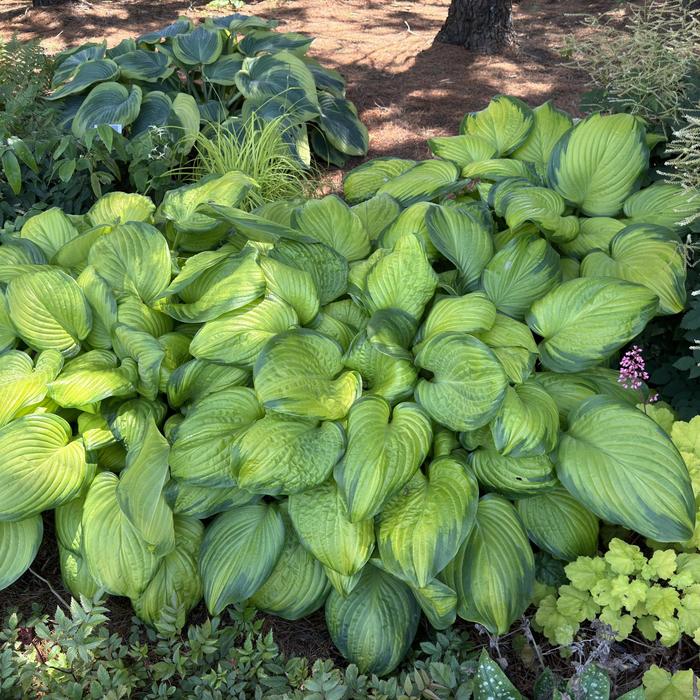 'Stained Glass' Hosta, Plantain Lily - Hosta from Roots Garden Center Inc