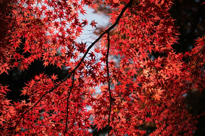 'October Glory' - Acer rubrum (Japanese Maple) from Roots Garden Center Inc