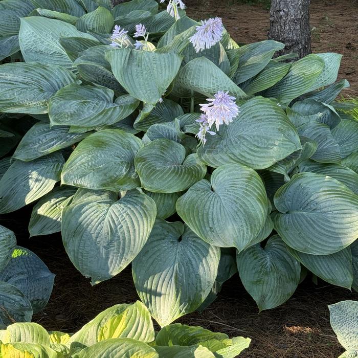 Shadowland® 'Empress Wu' - Hosta (Plantain Lily, Hosta) from Roots Garden Center Inc