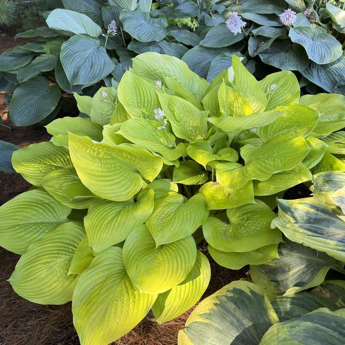 'Age of Gold' Hosta, Plantain Lily - Hosta from Roots Garden Center Inc