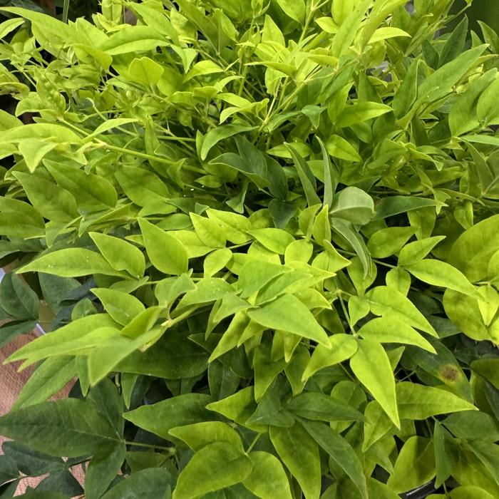 'Lemon Lime' Heavenly Bamboo - Nandina domestica from Roots Garden Center Inc