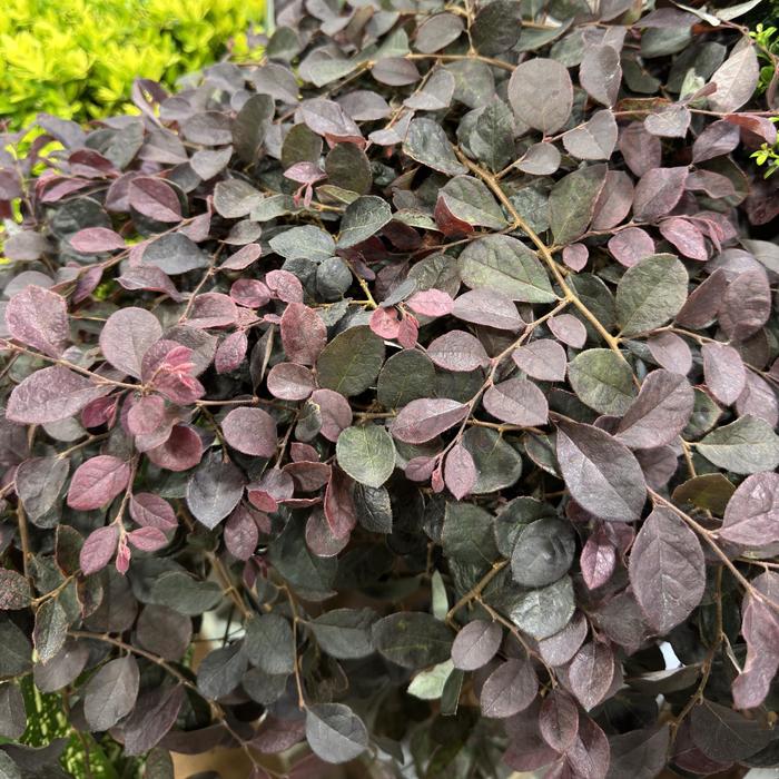 'Purple Pixie®' Chinese Fringe-flower - Loropetalum chinense from Roots Garden Center Inc