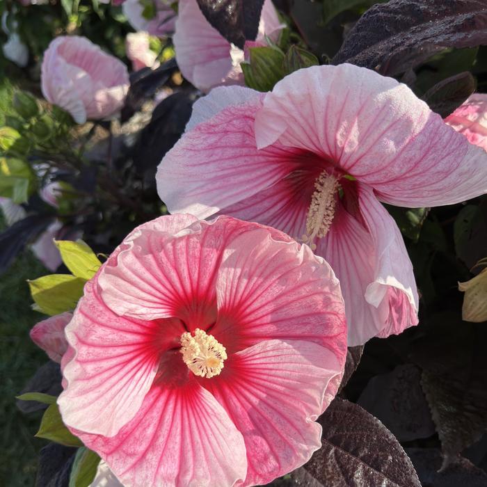 'Starry Starry Night' Rose Mallow - Hibiscus from Roots Garden Center Inc