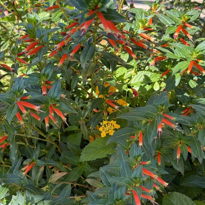 'Vermillionaire®' Large Firecracker Plant - Cuphea from Roots Garden Center Inc