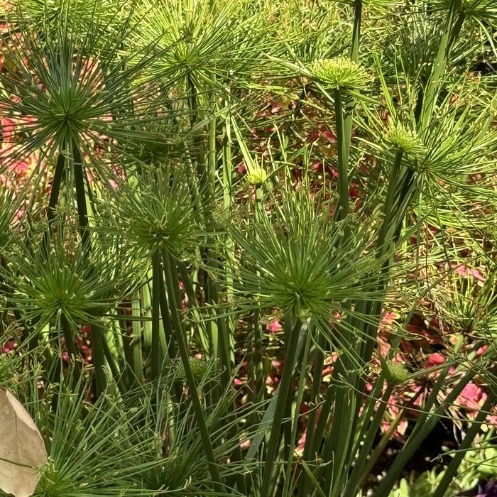Graceful Grasses® Queen Tut™ - Cyperus prolifer (Dwarf Papyrus) from Roots Garden Center Inc
