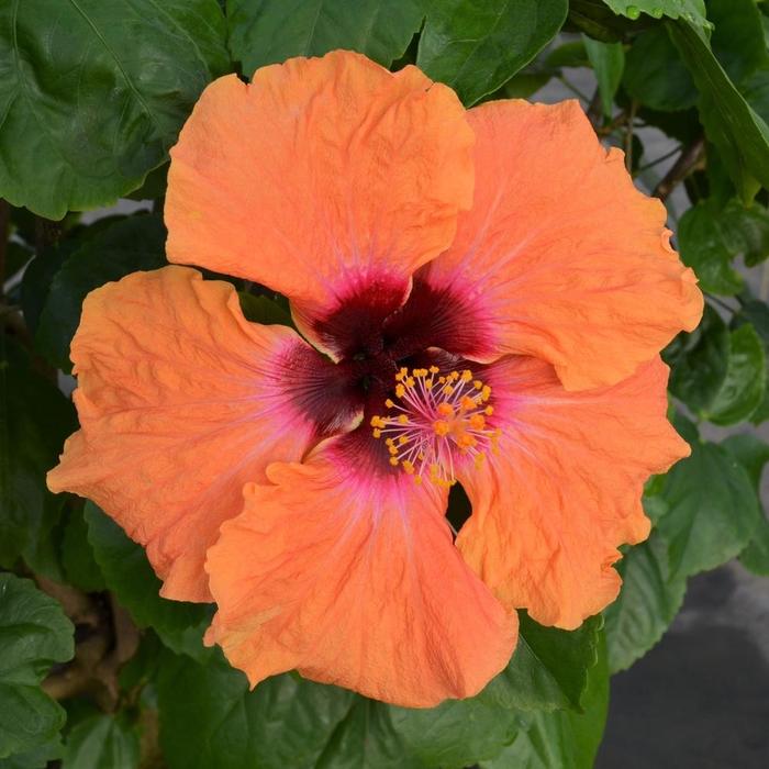 Hollywood Hibiscus® Disco Diva™ - Hibiscus rosa-sinensis from Roots Garden Center Inc