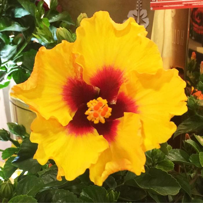 Hollywood Hibiscus® Rico Suave™ - Hibiscus rosa-sinensis from Roots Garden Center Inc