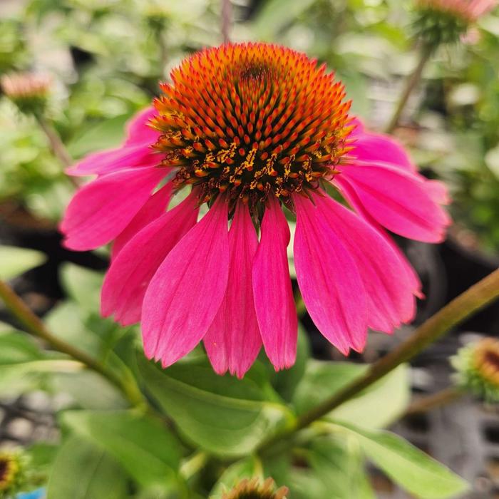 'Panama Rose' Coneflower - Echinacea from Roots Garden Center Inc
