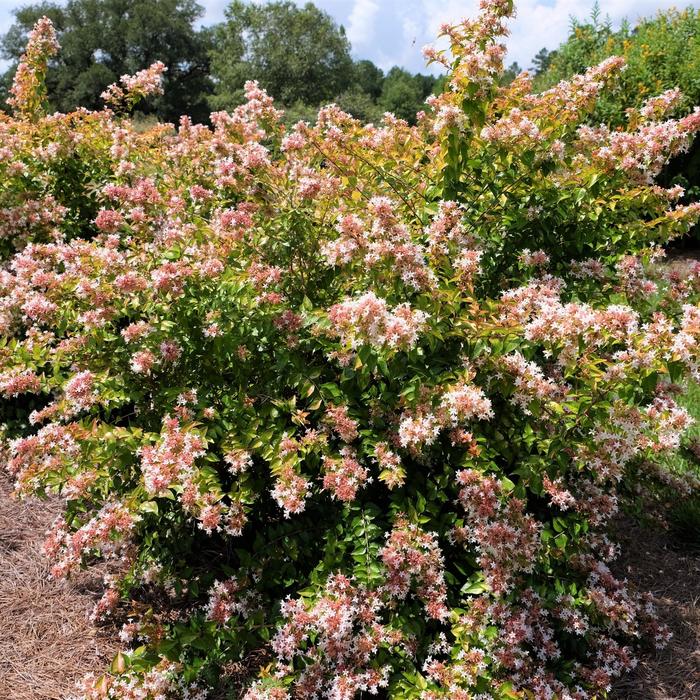 Peach Perfection® - Abelia from Roots Garden Center Inc