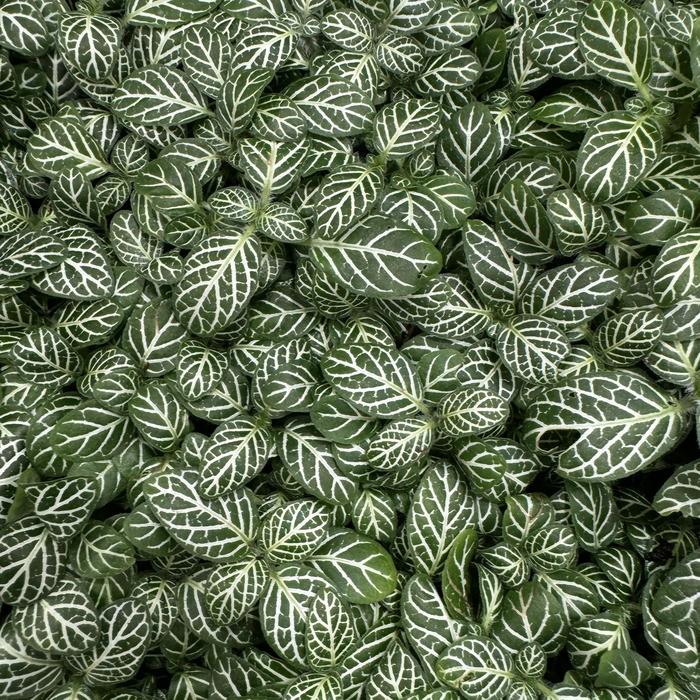 Nerve Plant - Fittonia albivenis from Roots Garden Center Inc