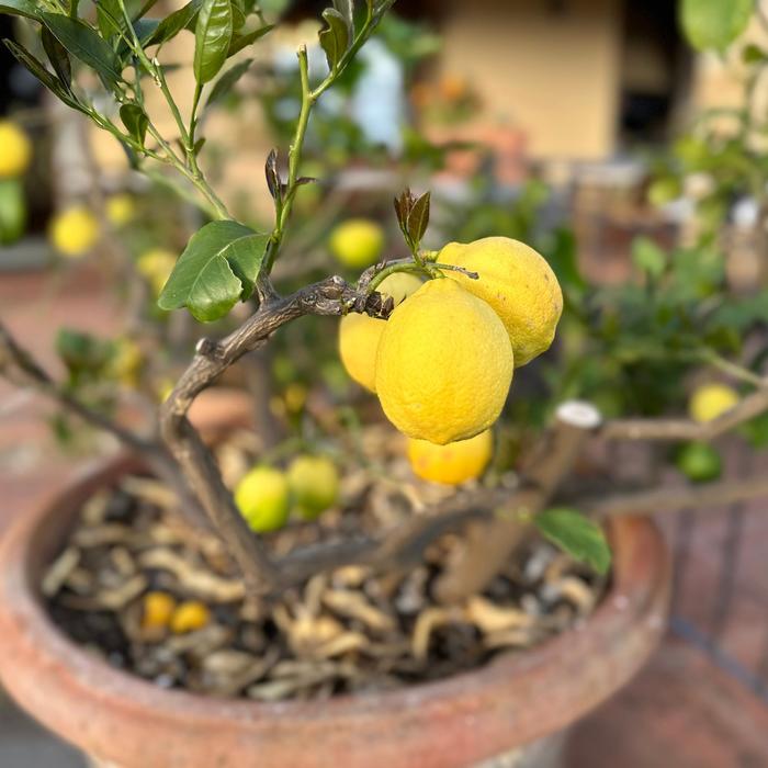 'Meyer Improved' Lemon - Citrus limon from Roots Garden Center Inc