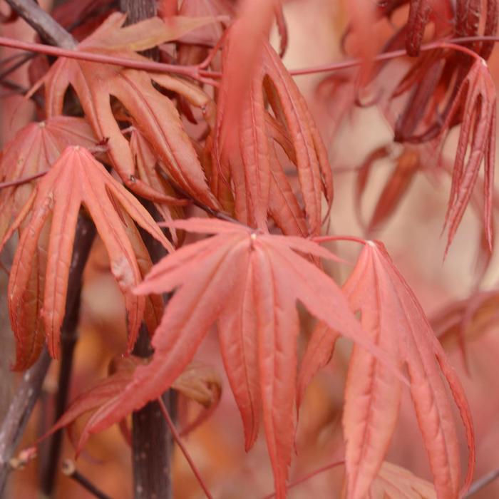 'Emperor 1®' Japanese Maple - Acer palmatum from Roots Garden Center Inc